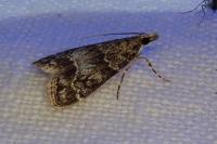 Eudonia mercurella