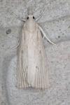Calamotropha paludella