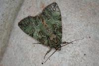 Polyphaenis sericata