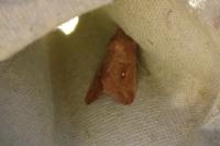 Mythimna albipuncta