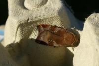 Noctua janthe/janthina