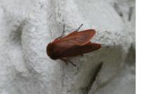 Phragmatobia fuliginosa