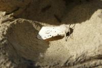 Spilosoma lubricipeda