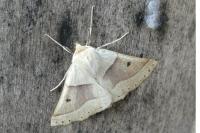 Crocallis elinguaria