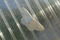 Idaea subsericeata