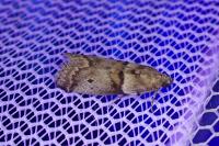 Acrobasis consociella