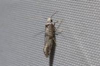 Paraswammerdamia nebulella