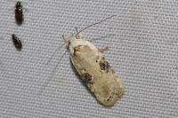 Agonopterix alstroemeriana