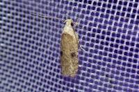 Agonopterix propinquella