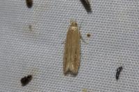 Limnaecia phragmitella