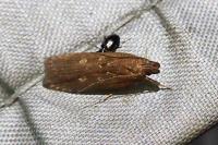 Helcystogramma triannulella