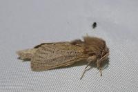 Phragmataecia castaneae