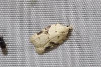 Acleris kochiella