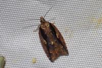 Acleris umbrana