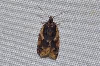 Acleris umbrana