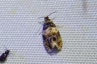 Celypha aurofasciana