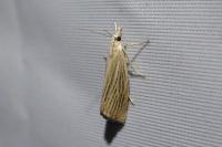 Chrysoteuchia culmella