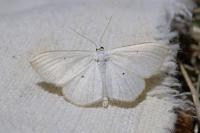 Scopula immutata