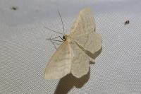 Idaea macilentaria