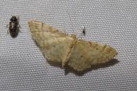 Idaea fuscovenosa