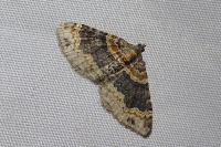 Xanthorhoe ferrugata