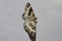 Epirrhoe alternata