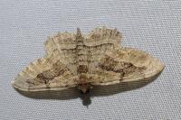 Philereme transversata