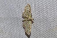 Pasiphila rectangulata