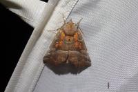 Scoliopteryx libatrix