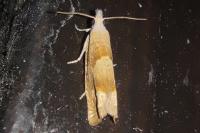 Eucosma conterminana