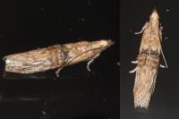 Nephopterix angustella