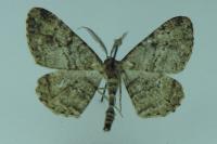 Peribatodes rhomboidaria