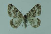 Epirrhoe alternata