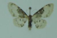 Idaea filicata
