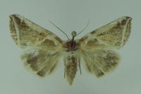 Habrosyne pyritoides