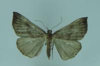 Hypena proboscidalis