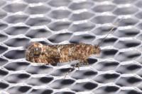 Acrolepia autumnitella