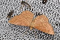 Idaea ochrata