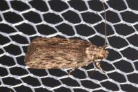 Depressaria ultimella