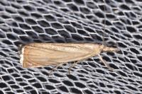 Chrysoteuchia culmella