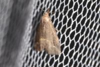 Schrankia costaestrigalis