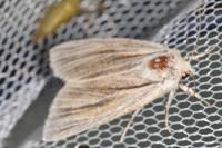 Acronicta albovenosa