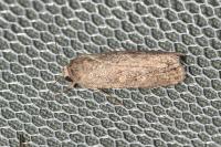 Spodoptera exigua