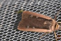 Ochropleura leucogaster