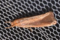 Orthotelia sparganella