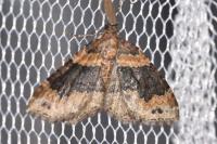 Xanthorhoe ferrugata