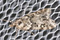 Eudonia lacustrata