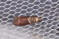 Cryptoblabes bistriga