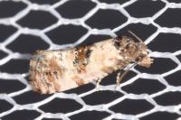 Cochylis molliculana