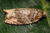 Gypsonoma minutana